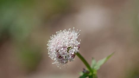 white flower at blue lakes trail, colorado