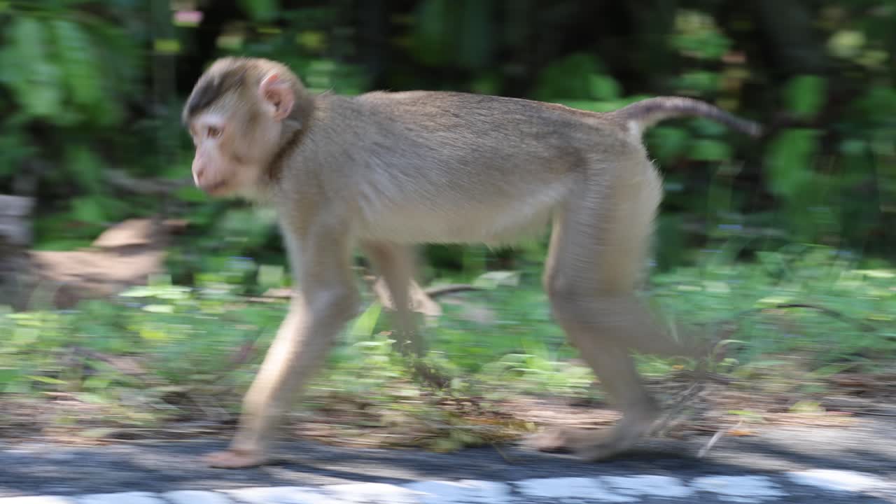 Juvenile macaque walks briskly beside forested road, natural daylight, slight camera panning motion blur