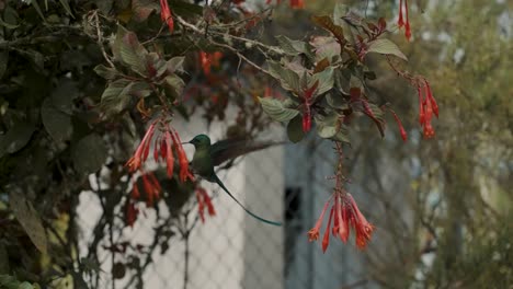 Schöner-Langschwänziger-Sylphen-Kolibri-Barsch-Auf-Fuchsia-Boliviana-Pflanze.-Handheld