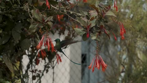 hermosa perca de colibrí de sílfide de cola larga en la planta boliviana fucsia