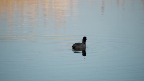 eurasian coot, fulica atra, or common coot forages alga in autumn park pond at seting sun light