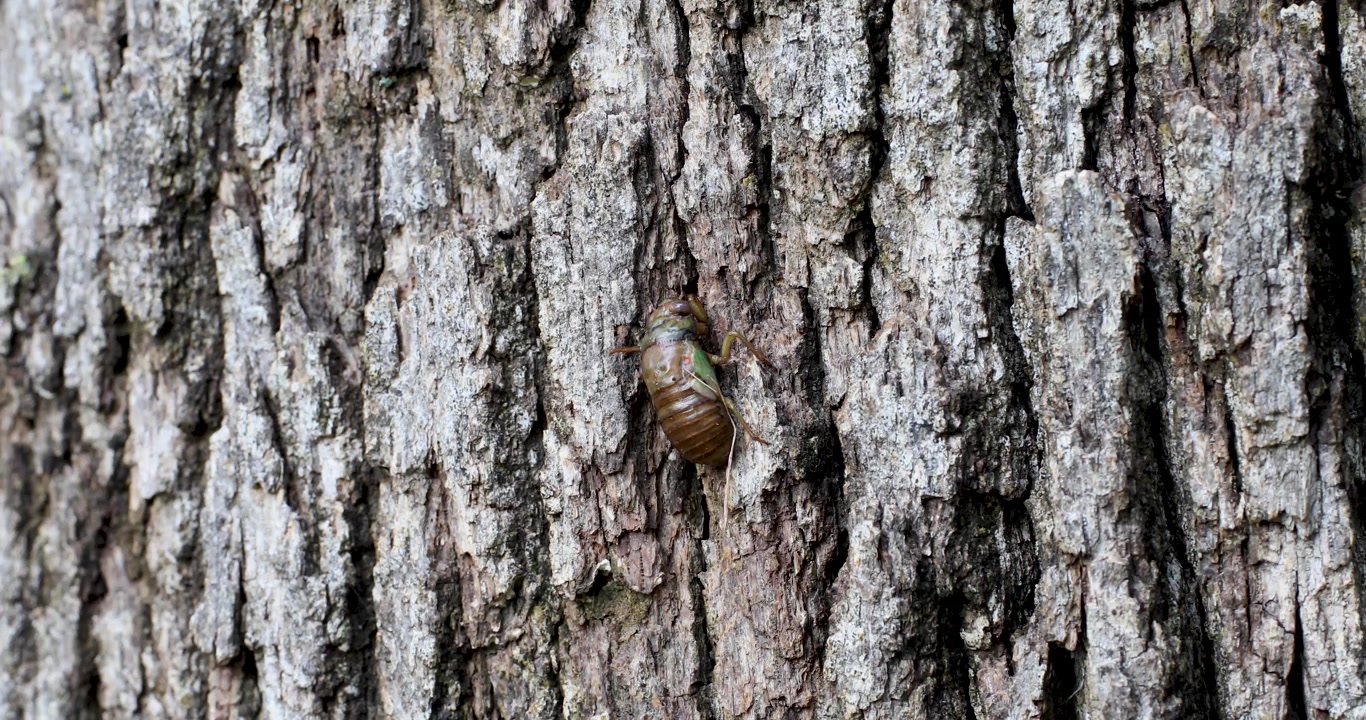 Video di una larva di cicala Dog-day (Neotibicen canicularis) che si arrampica su un albero. Questa larva si schiuderà diventando la cicala Dog-day adulta.