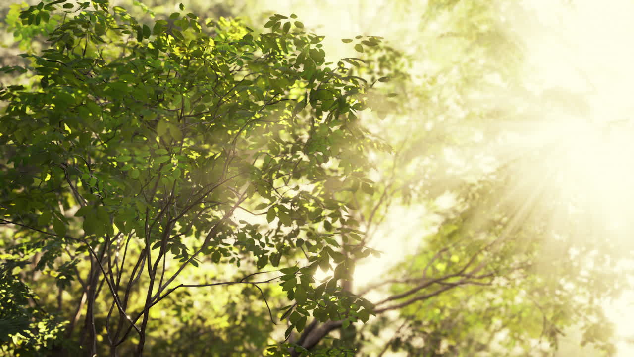 숲 속 의 나무 를 통해 빛나는 빛