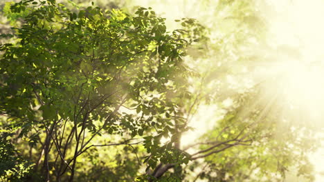 la luz del sol brillando a través de los árboles en un bosque