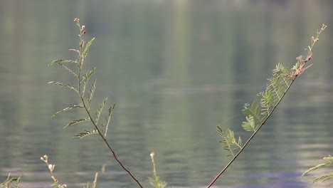 large green plants growing on the surface of a lake in thailand