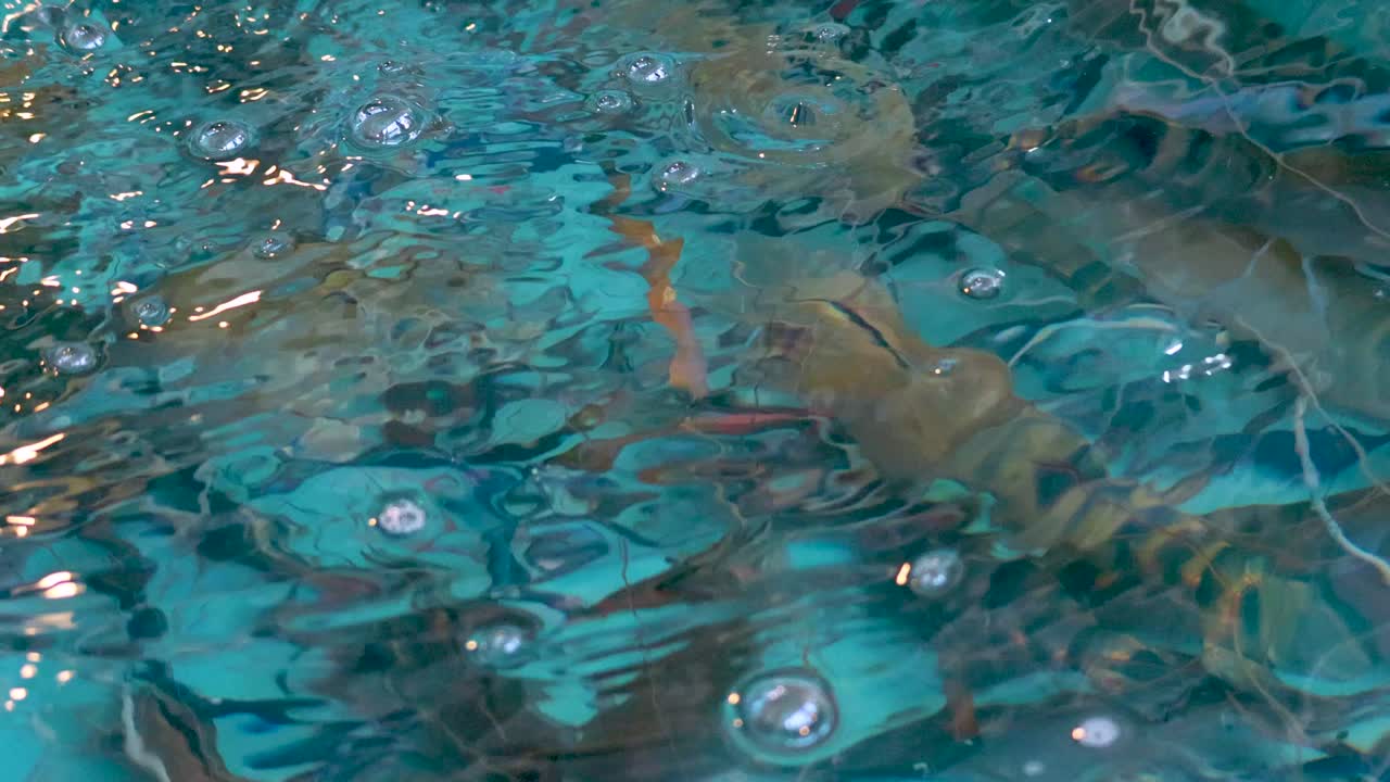 거품과 물고기가 있는 물