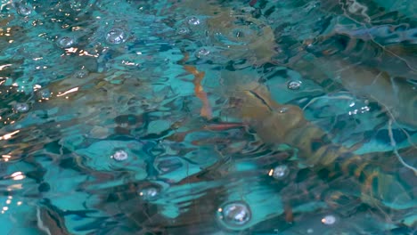 water with bubbles and fish
