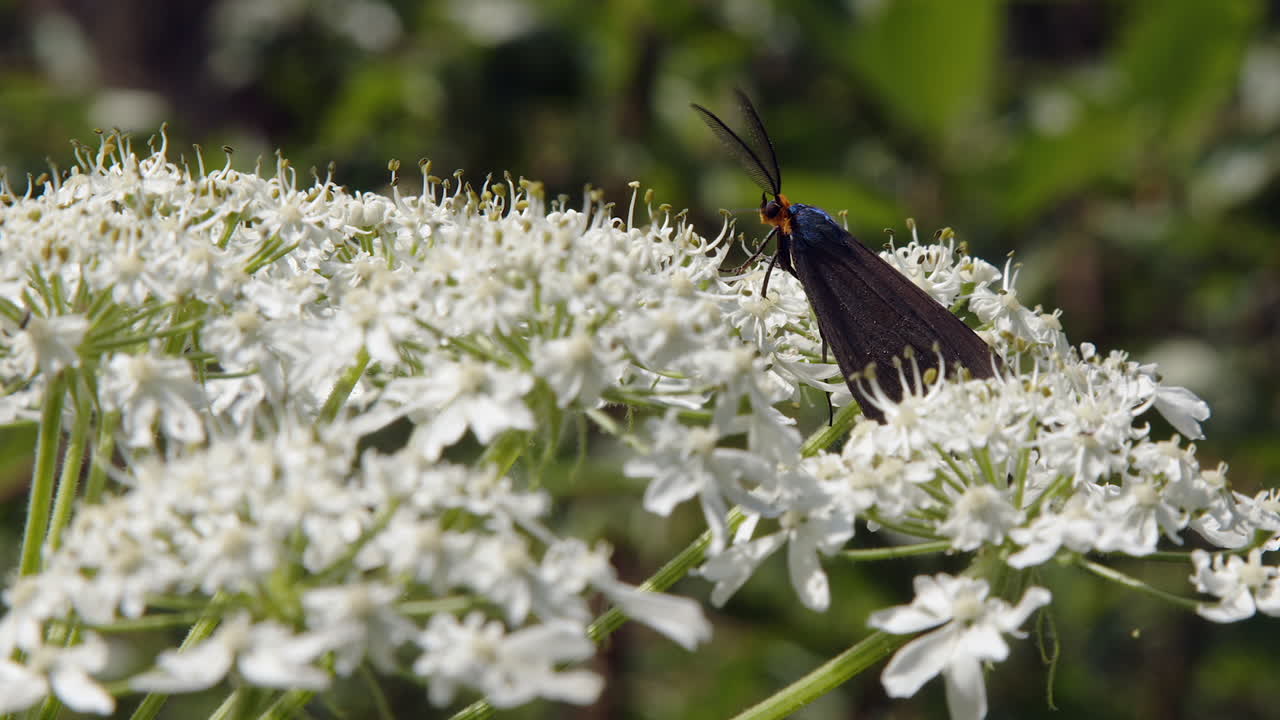 Closeup macro: Feathered antennae bob with head of moth on flower