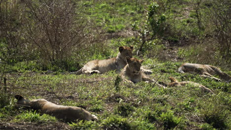 pride of young lions and lioness laying down surveying the african bush, surrounded by green landscape in africa, wide shot during midday