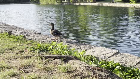 Primer-Plano-De-Un-Pato-En-Un-Parque-Junto-A-Rocas,-Plantas-Y-Agua.