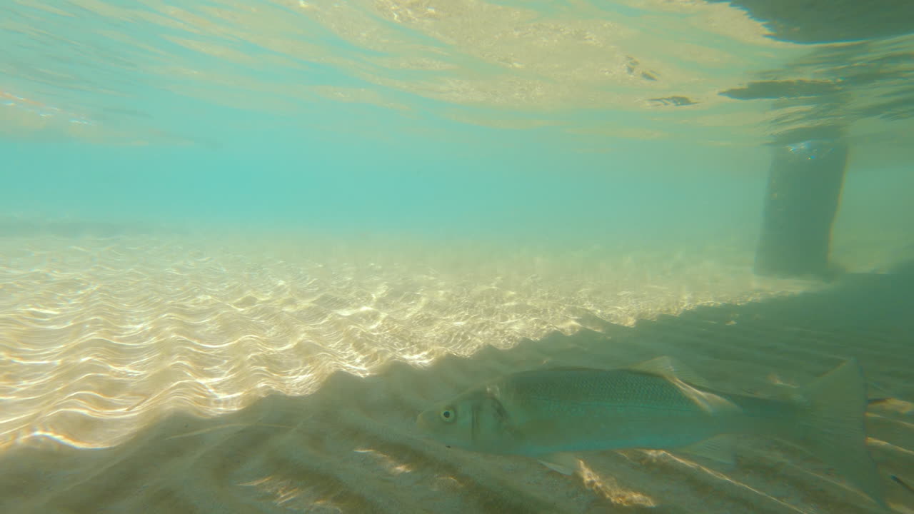 A European seabass fish swimming in the sea