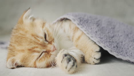 Ginger-kitten-sleeps-under-a-blanket,-coziness-and-comfort-in-the-house-concept