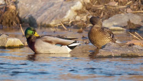 a pair of mallard ducks preening their feathers in a pond