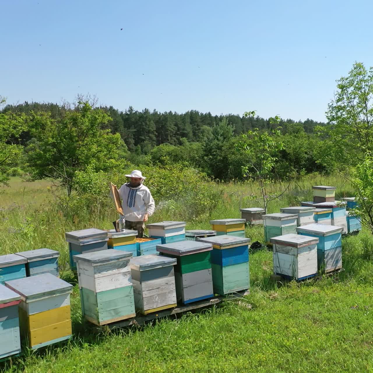 Bee-garden in summer. Beekeeper works on the apiary near the wooden beehives on beautiful green nature background. Camera rising up.