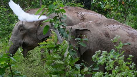 los elefantes asiáticos son especies en peligro de extinción y también son residentes de tailandia