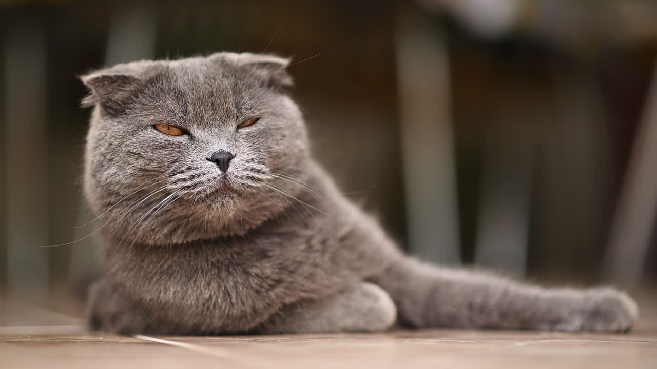Adorabile gatto grigio con occhi arancioni che si rilassa sul pavimento e fissa tranquillamente la fotocamera