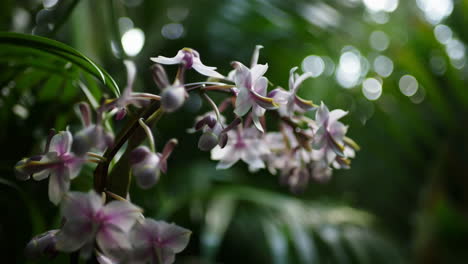 delicate orchids blooming in a lush garden with bokeh background