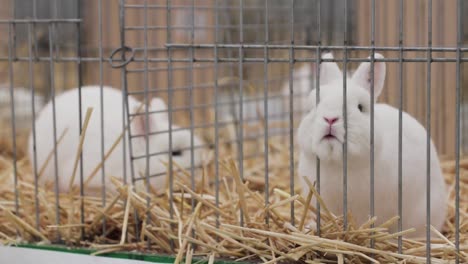 two white rabbits locked up in their cages