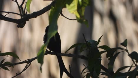 Black drongo bird relaxing on tree .
