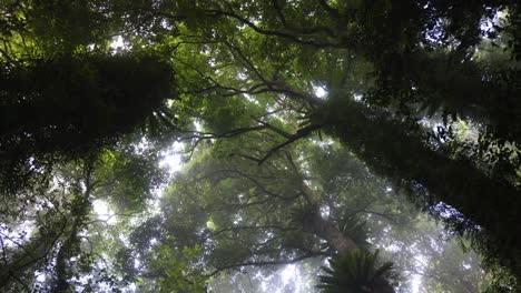 a serene journey through a sun-dappled forest