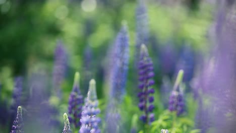lupine field with blue flowers. blooming lupine flowers, lupines on the field, purple blooming flowers