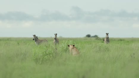 a lone lioness observing three zebras in the distance while hiding in the long grass, savuti botswana.