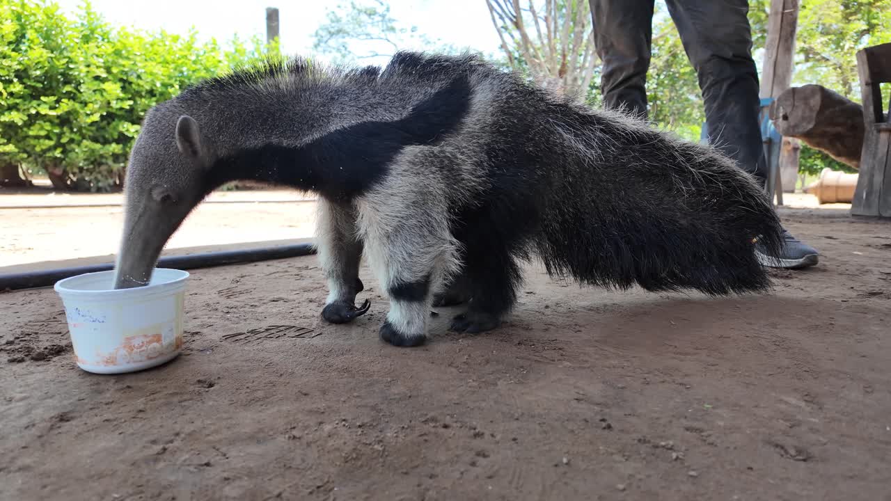 Rare, close-up view of a vulnerable Myrmecophaga tridactyla orphan drinking from a bowl