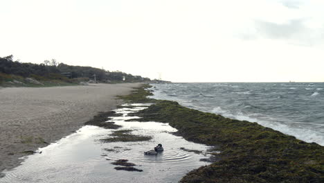 two ducks in a puddle near the beach