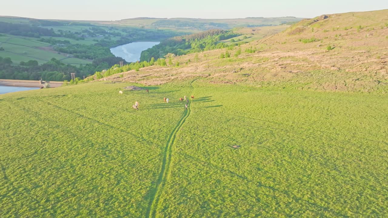 Aerial view over Strines Reservoir in Sheffield, UK, showing horses grazing on a wide grassy field, evening sunlight casting long shadows