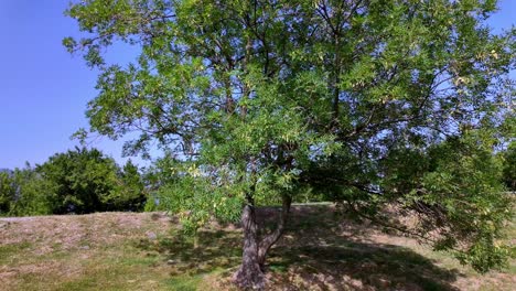 A-lone-tree-stands-tall-in-a-green-landscape-with-a-clear-blue-sky-in-the-background