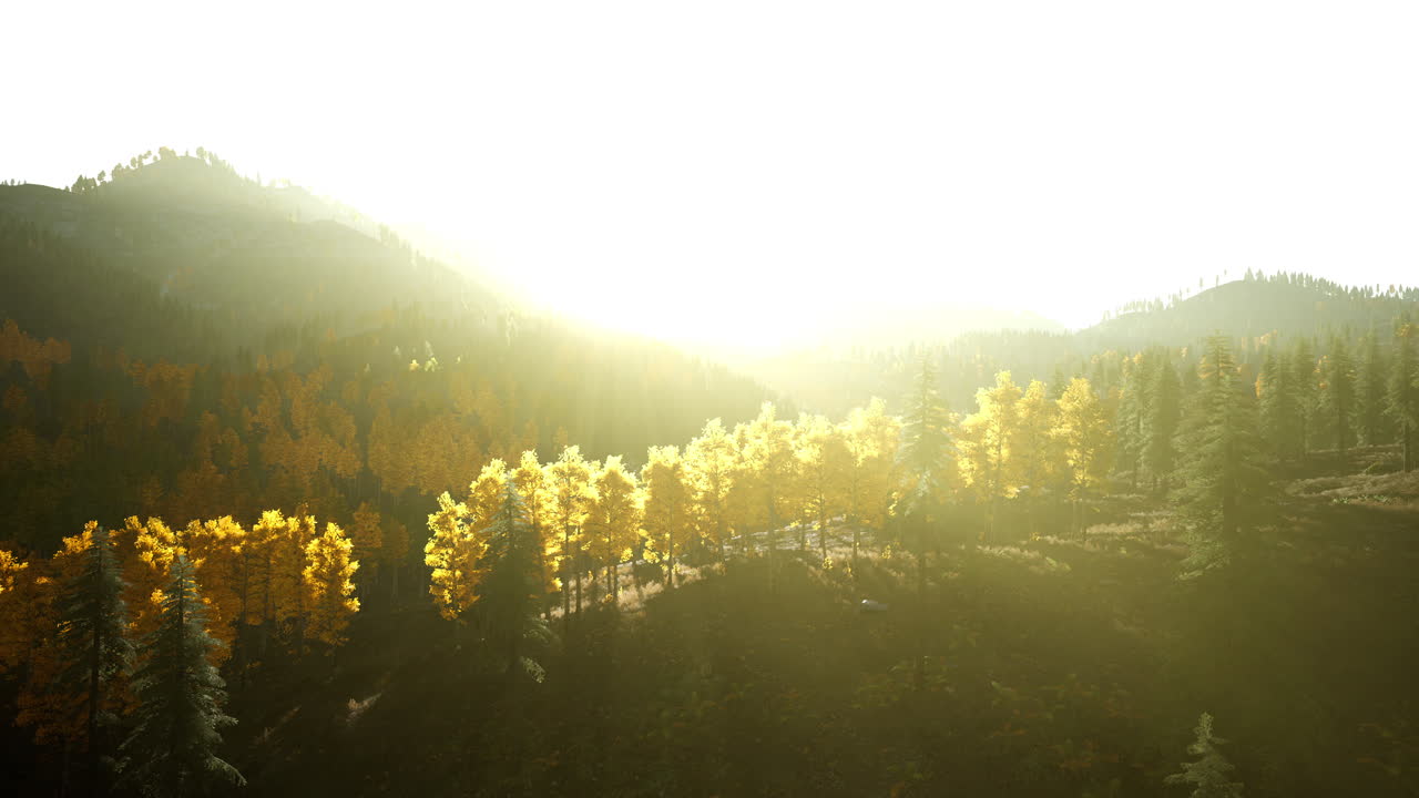 산기?? 에 있는 황금의 숲