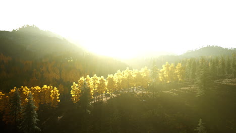 산기?? 에 있는 황금의 숲
