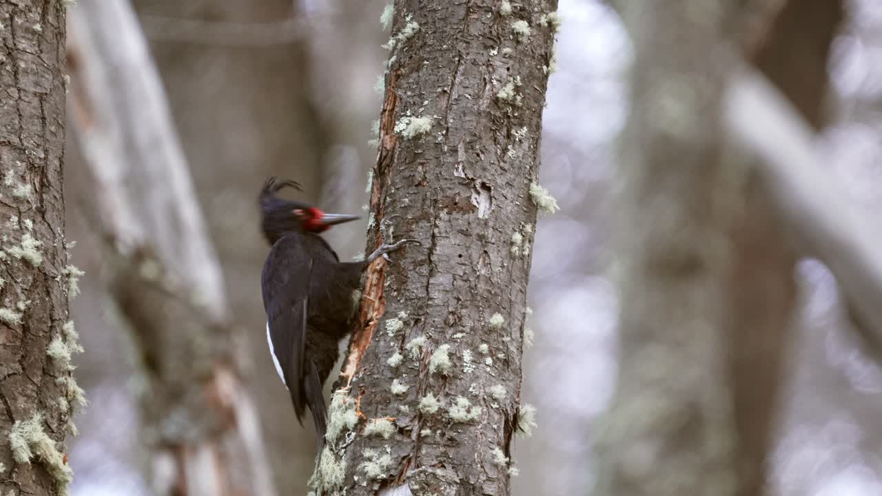 A black woodpecker on a mossy tree trunk