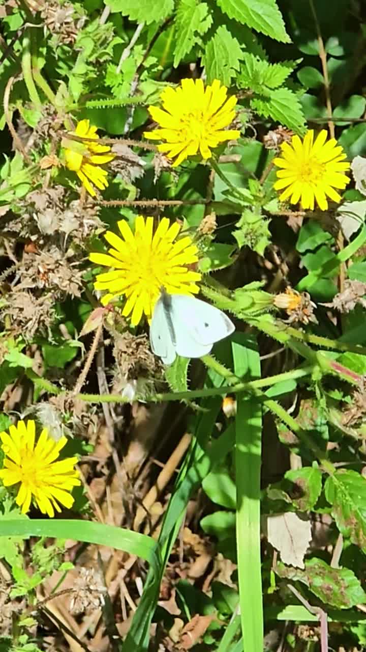 Close-up view of yellow Taraxacum wildflowers growing in a green meadow with a white butterfly