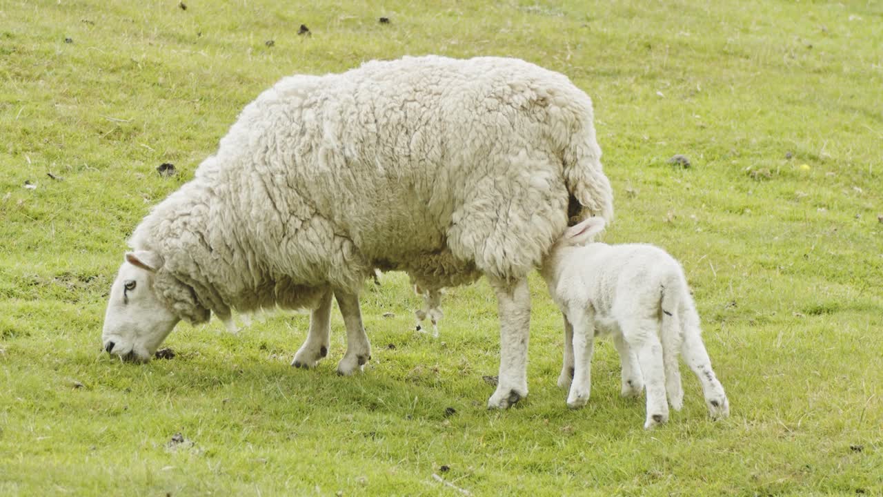 cordero bebé bebe leche de la madre que pasta en tierras de cultivo, kinder scout, distrito pico, derbyshire