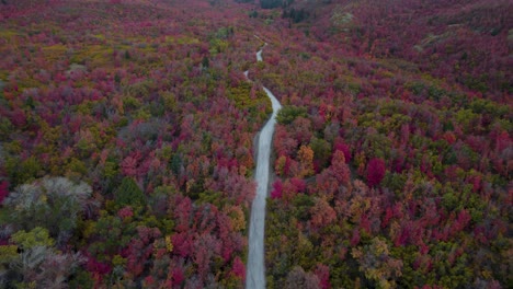 Herbst-Herbstliche-Naturwaldlandschaft-In-Utah---Drohnenflug-Aus-Der-Luft