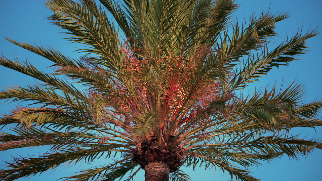 Upward view of a tall palm tree with green leaves swaying against a clear blue sky