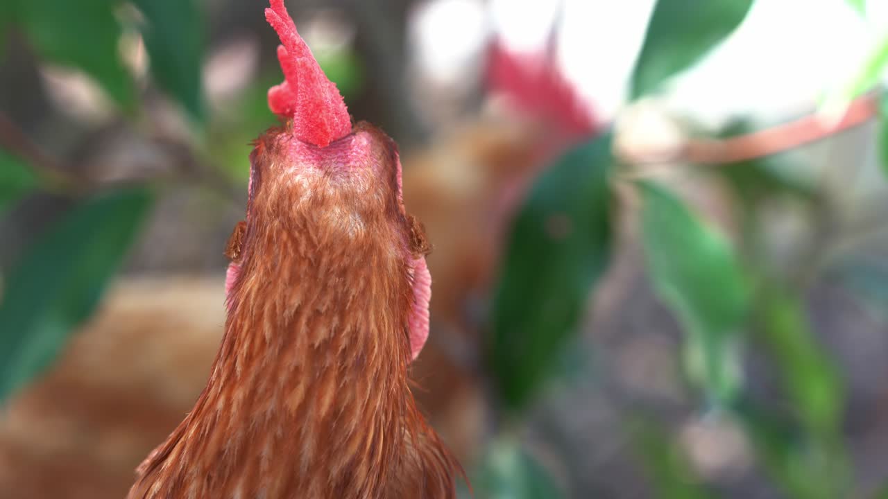 primer plano de la cabeza de retrato de un gallo de gallina de corral, gallus gallus domesticus en un ambiente al aire libre, preguntándose por su entorno, gire y mire a la cámara a la luz del día