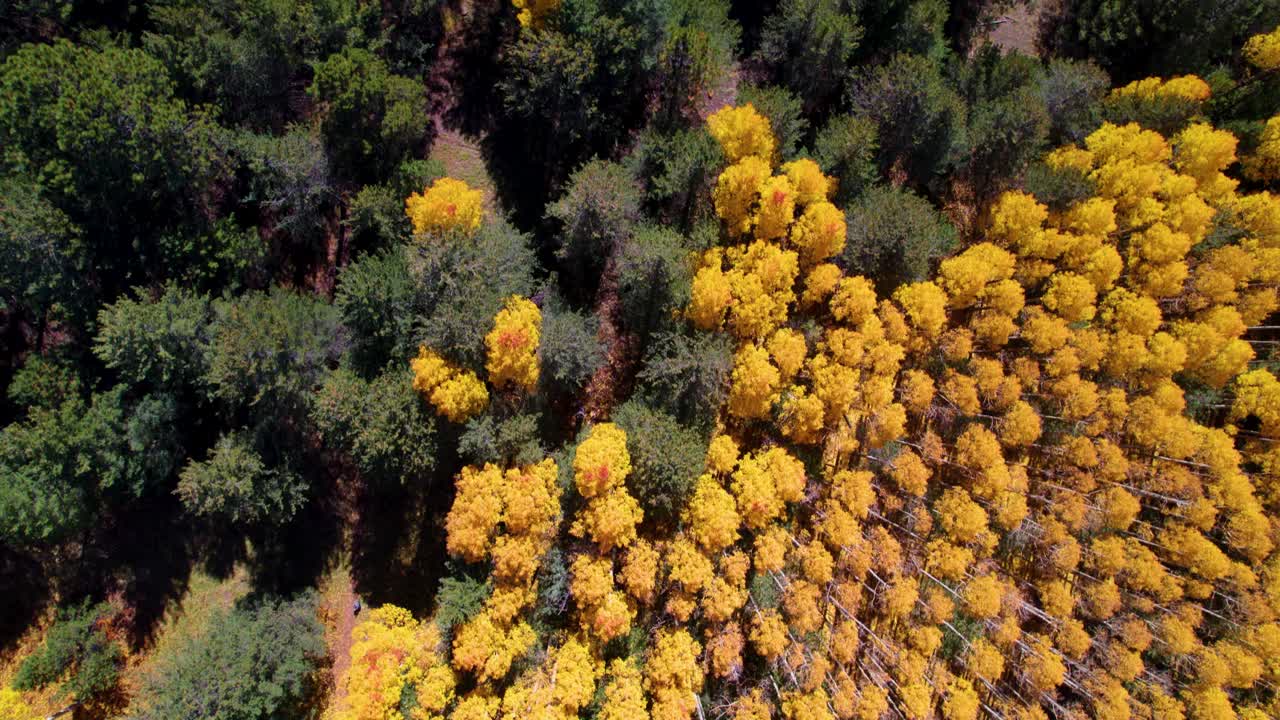 una toma de drone de alta elevación de árboles de áspero en colores de otoño completo
