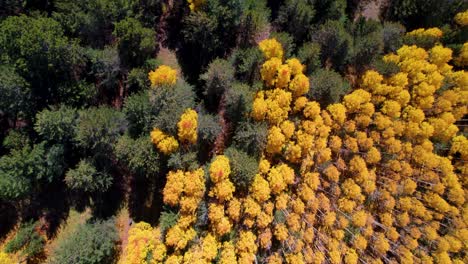 una toma de drone de alta elevación de árboles de áspero en colores de otoño completo