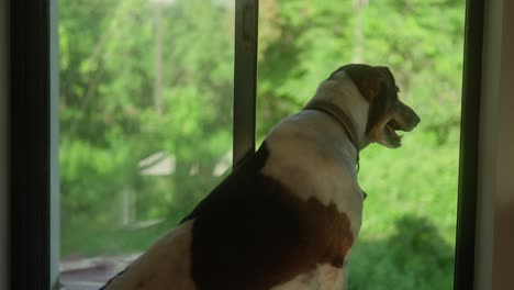 dog sniffing around a table by a window in a cozy home