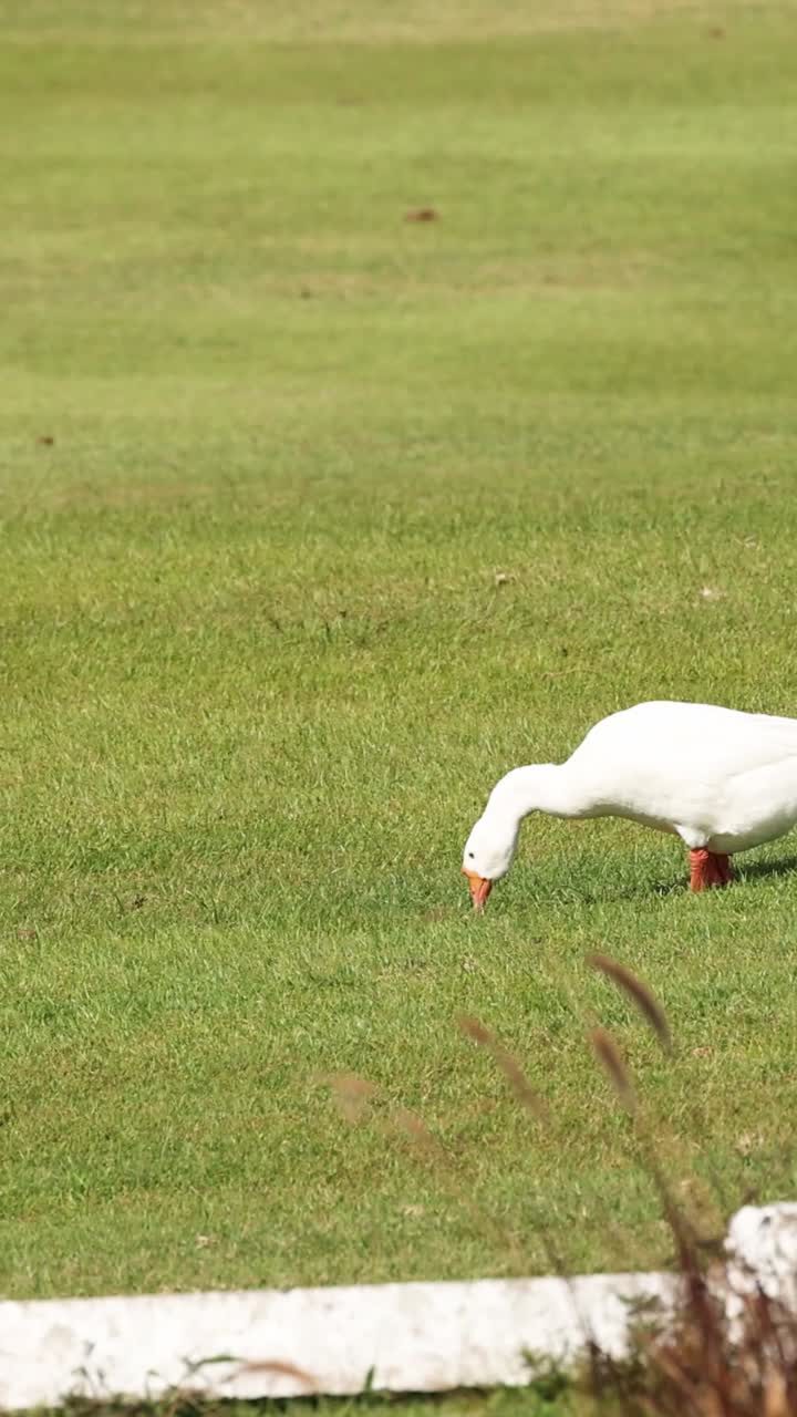 ibises blancos en busca de alimento en una zona cubierta de hierba.