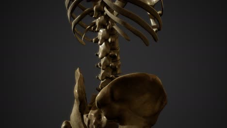 Huesos-Del-Esqueleto-Humano