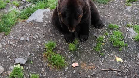 oso marrón recibiendo un pedazo de carne, alaska