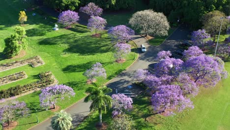 beautiful spring season, birds eye view drone fly around new farm park capturing urban greenery with blooming jacaranda purple flowering tress with cars driving on the parkway across the park