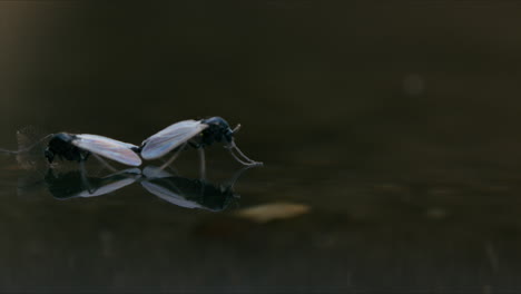 Dos-Mosquitos-Quironómidos-Que-No-Muerden-Apareándose-En-La-Superficie-Del-Agua,-Flotando-Suavemente-En-Una-Escena-Serena-Y-Detallada