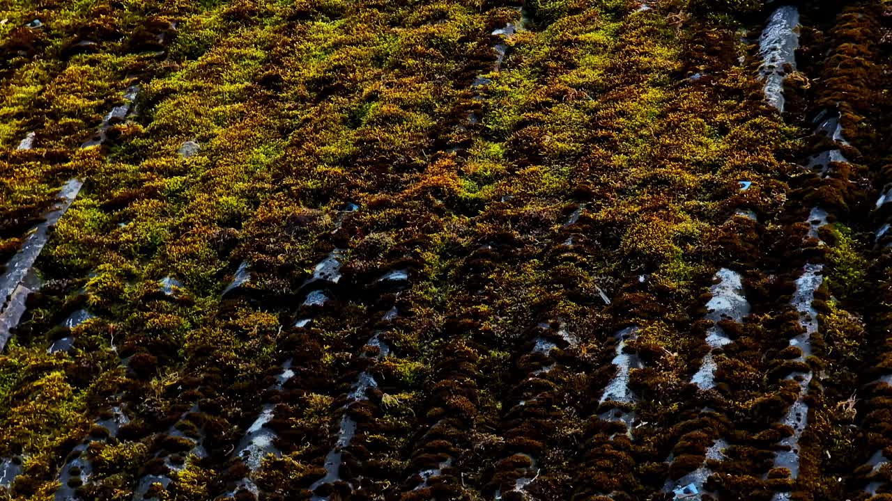 Primo piano della crescita di muschio su un tetto in amianto ondulato e alterato che mostra la texture e il deterioramento