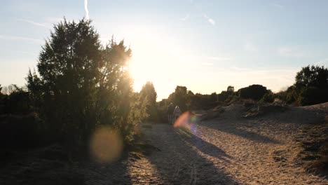 couple walking through a sunny dunes forest at sunset