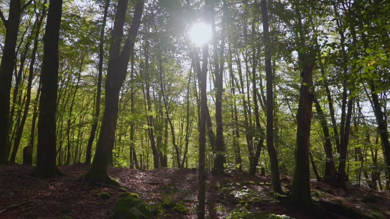 camera pan out over a beautiful beech forest with the sun in the background.