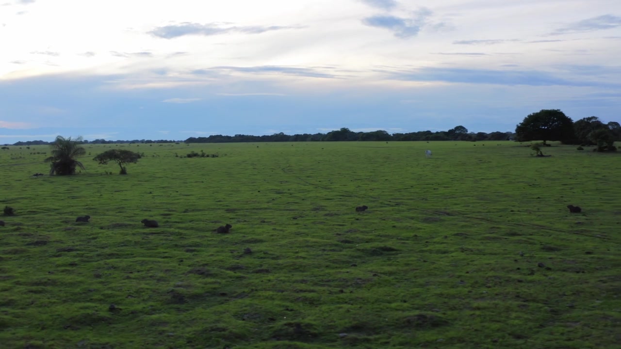 Manada de capivaras descansando espalhadas em pastagem verde aberta com algumas árvores dispersas sob um céu nublado na Orinoquia, Colômbia, tomada aérea com movimento de câmera para a direita